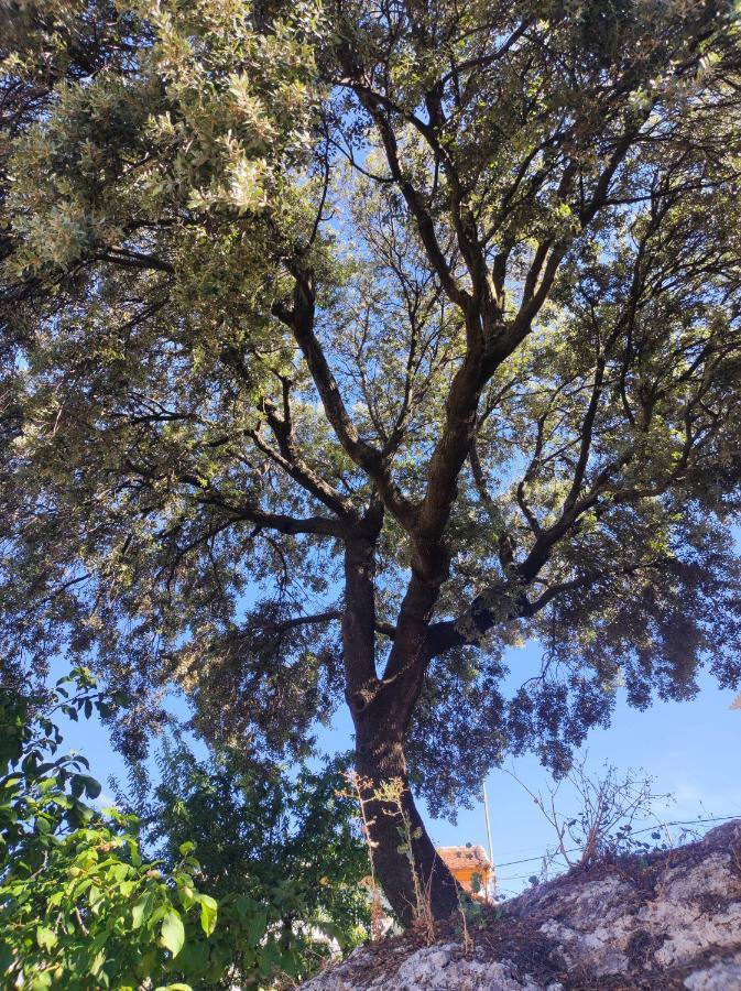Alojamiento Rural Huerta Mandre Cuevas del Becerro 外观 照片